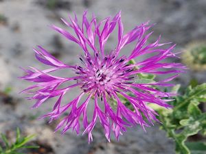 Flor Centaurea