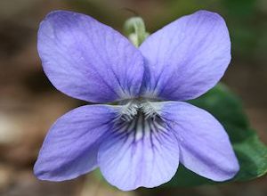 Flor Violeta