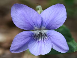 Flor Violeta