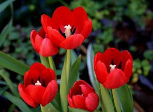 Flor Tulipa