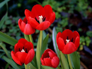 Flor Tulipa