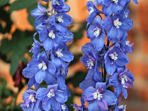 Flor Larkspur