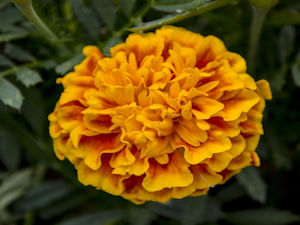 Flor Cravo Amarelo