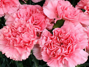 Flor Cravo Rosa