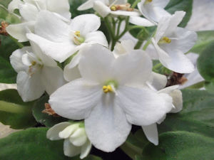 Flor Violeta Branca